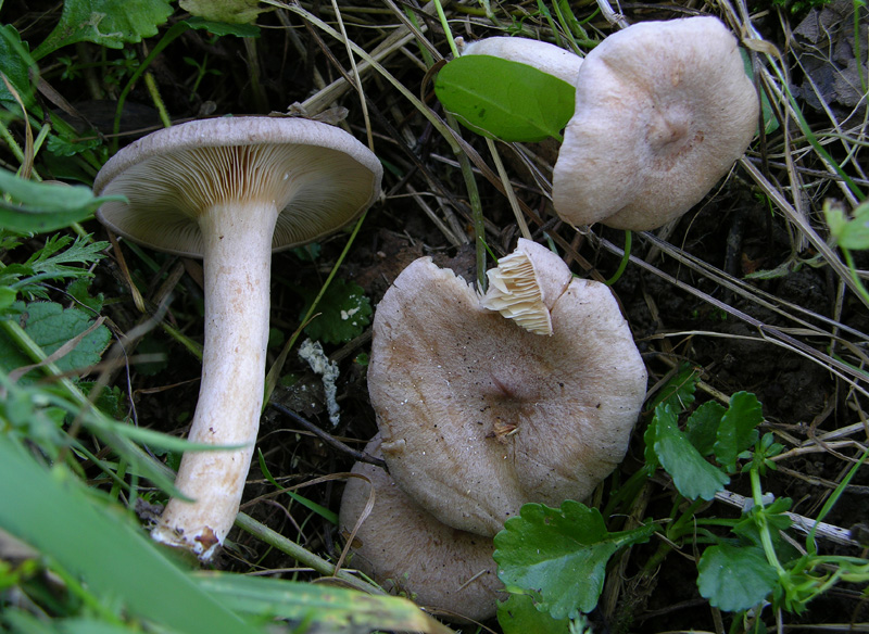 1.Lactarius sp.